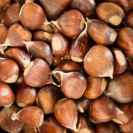 Esskastanien (Maronen) einfach zubereiten