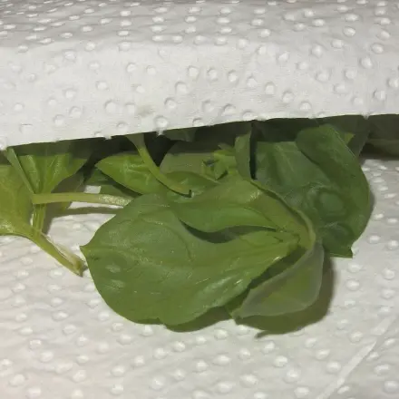 Kräuter in der Mikrowelle trocknen