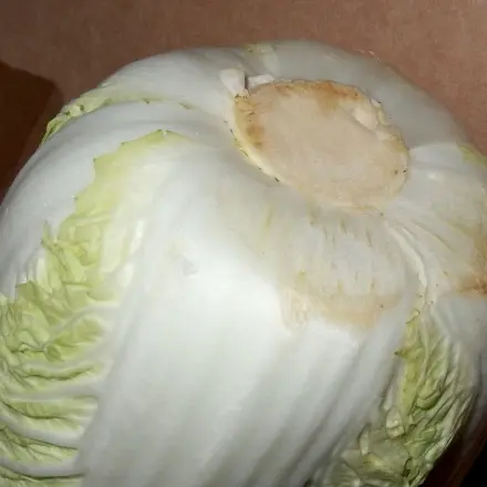 Weniger Verschnitt bei Chinakohl