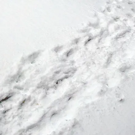 Schnee-Trampelpfad geschickt ohne Schaufel erstellen