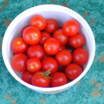 Tomaten aus Kernen ziehen
