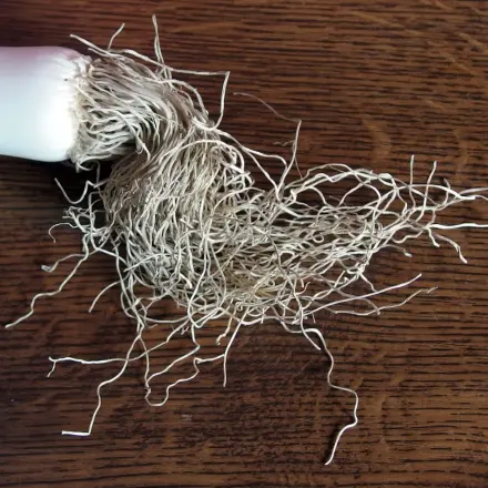 Tisch oder Arbeitsfläche mit dem haarigen Rest vom Lauch putzen
