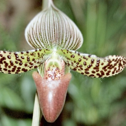 Kranke Orchideen retten durch umpflanzen
