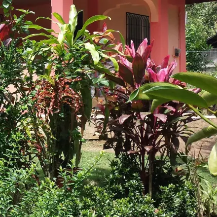 Blumendünger aus Kaffee oder Tee