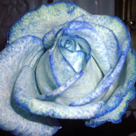 Weiße Blumen blau färben mit Tintenwasser