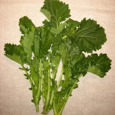 Italienisches Gemüse - Cima di Rapa / Stängelkohl