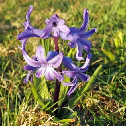 Im Winter noch Blumenzwiebeln setzen