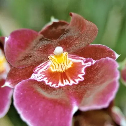 Orchideensamen keimen lassen