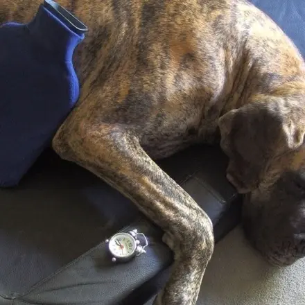 Junger Hund heult nicht mehr