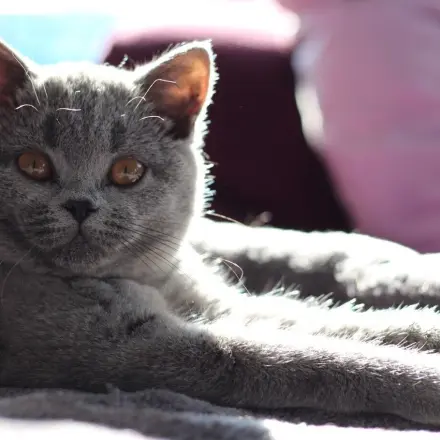 Medizin für die Katze auf die Pfoten