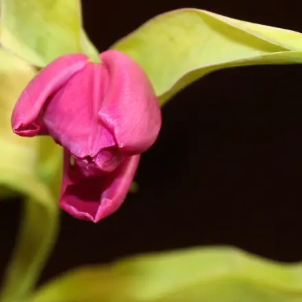 Tulpen wieder frühlingsfrisch
