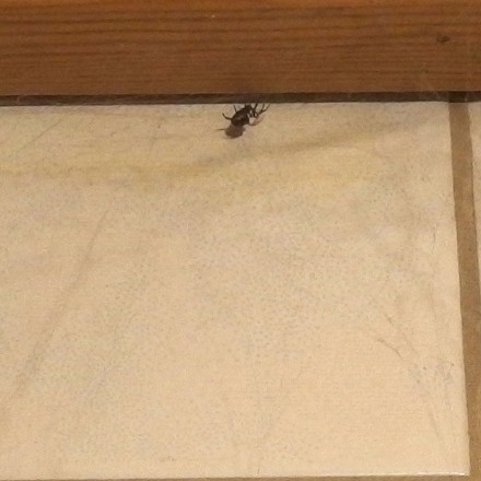 Spinnen in der Wohnung