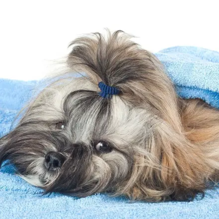 Hunde abtrocknen