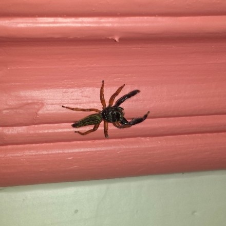 Spinnen aus der Wohnung befördern - unaufwendig mit Müsli-Schachtel