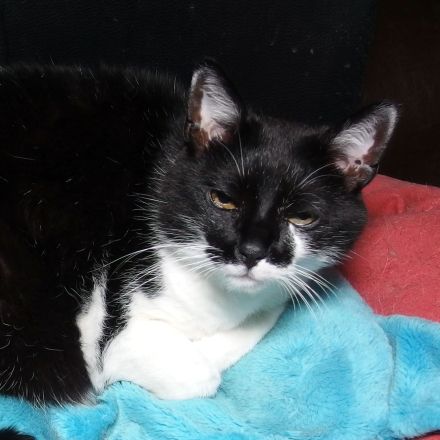 Katze im Haus aufspüren