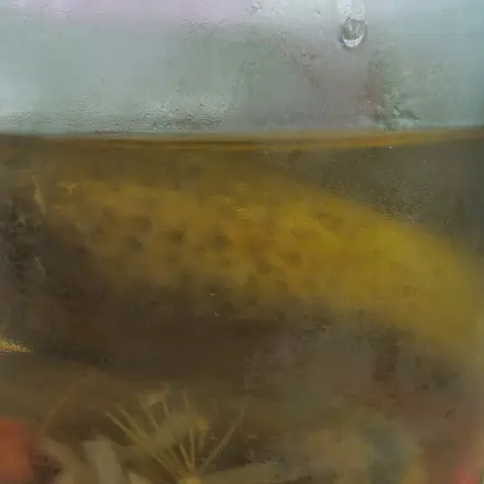 Für Essiggurken-Liebhaber: Wasserkocher entkalken