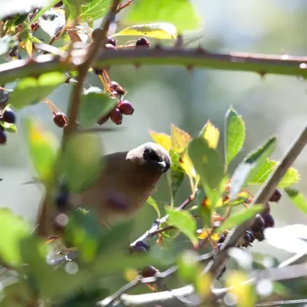 Vögel von Obstbäumen verscheuchen