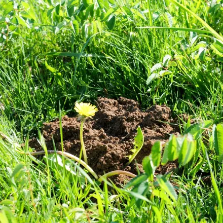 Fischabfälle gegen Maulwürfe