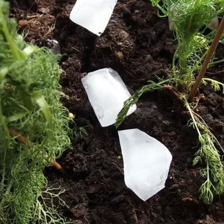 Hängepflanzen ohne Überschwemmung gießen - mit Eiswürfeln
