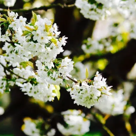 Ohrenzwicker für gesunde Obstbäume & -Früchte ohne Chemie