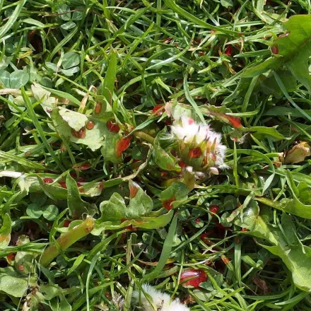 Besprühte Unkräuter farbig kennzeichnen