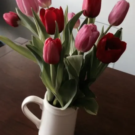 So lassen Tulpen den Kopf nicht hängen