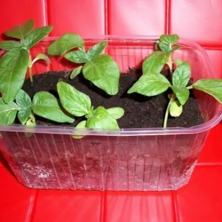 Pflanzbehälter alternativ zum Blumenkasten