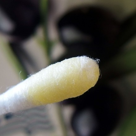 Olivenöl gegen Herpesbläschen am Mund