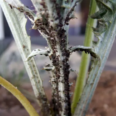 "Todsicherer" Tipp gegen Blattläuse aller Arten (auch Schildläuse)