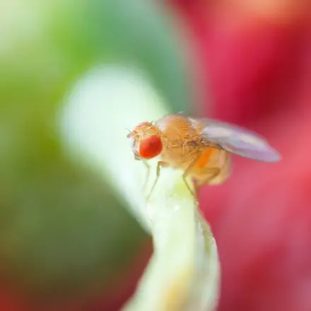 Obstfliegen loswerden