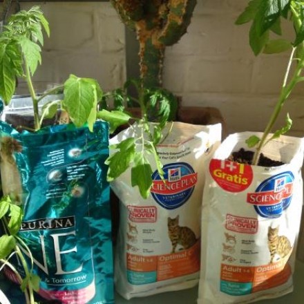 Tomatenpflanzen in Katzenfutterbeuteln mit Kompost ziehen