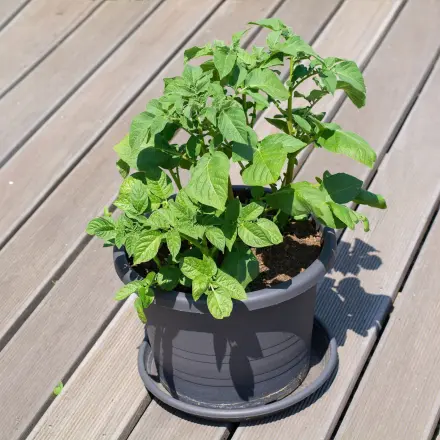 Aus alt mach neu - Kartoffeln auf dem Balkon ziehen