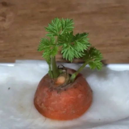 Möhren"gärtchen" für Kinder