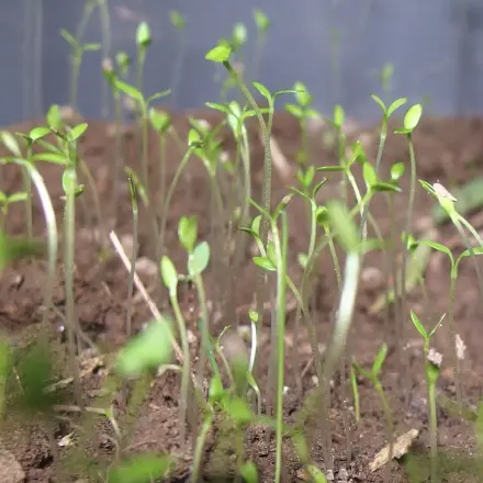 Sprossen ziehen auf der Fensterbank