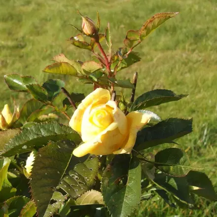 Kernseife gegen Blattläuse auf Rosen