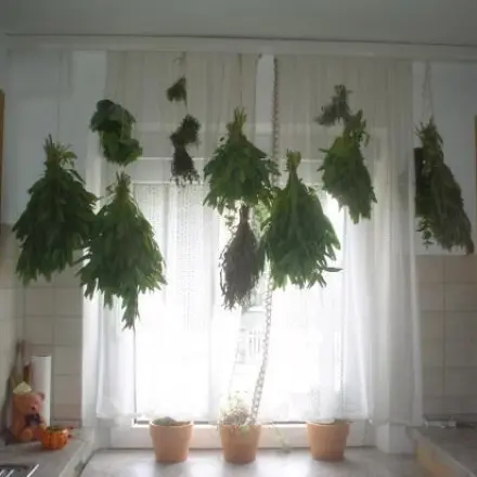 Kräuter einfach trocknen