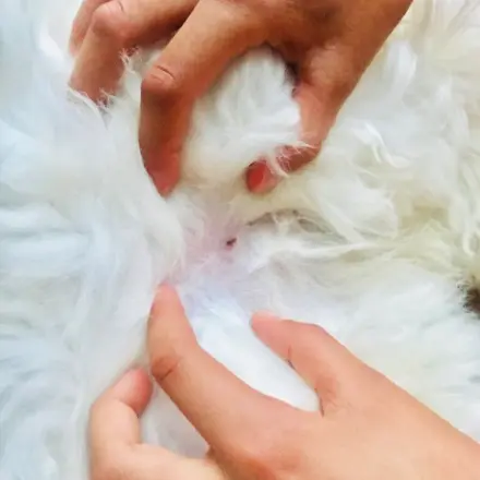 Arnikatinktur selbst gemacht