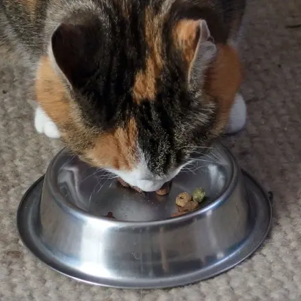 Warmes Wetter - Katze füttern