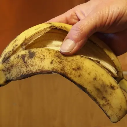 Bananenschalen: Natürlicher Rosendünger