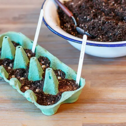 Sämlinge im Eierkarton