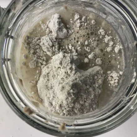 Sauerteig ansetzen - Anstellgut selber herstellen