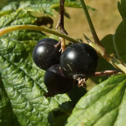 Schwarze Johanna - mein Lieblingsfrüchtchen als Brotaufstrich