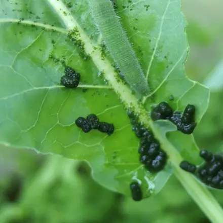 Knoblauch gegen Pflanzenschädlinge