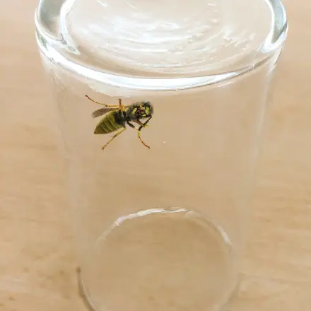 Sich von Wespen nicht stören lassen