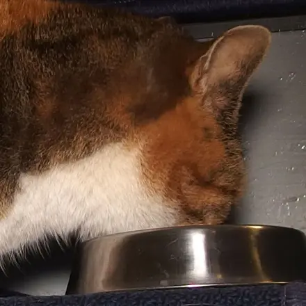 Katze isst kein Nassfutter?