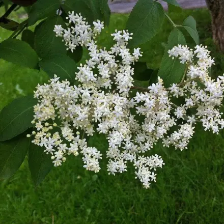 Maulwürfe im Garten mit Holunder vertreiben