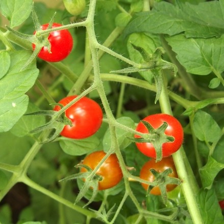 Tomatenstecklinge aus Seitentrieben ziehen