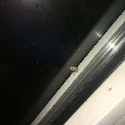 Keine Panik bei Küchenschaben (Kakerlaken)