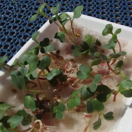 Senfkörner, Radieschensaat & Rettichsaat - wie Kresse ziehen