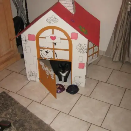 Katzenkorb aus Karton